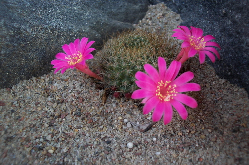 rebutia violaciflora
